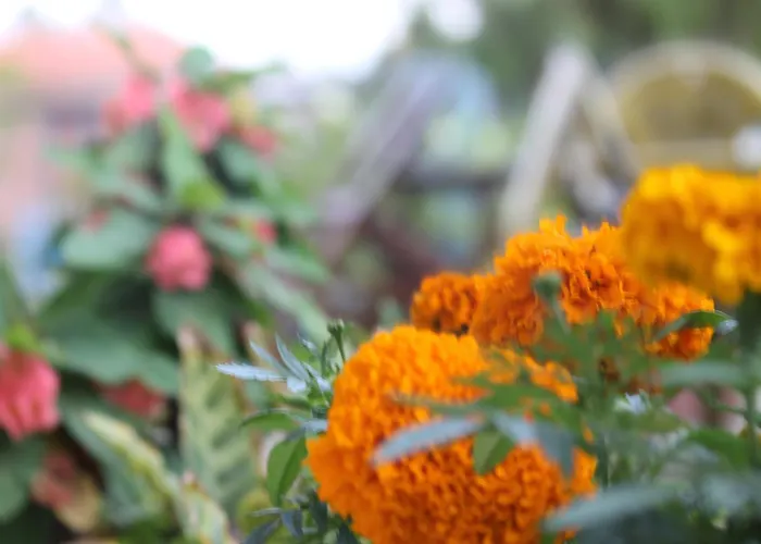 Mount Annapurna Guest House